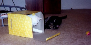 Purrcy playing nicely with me