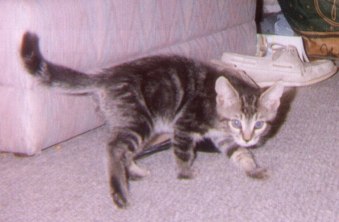 Purrcy's 1st photo!
