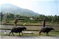 Men atop water buffalo, seen from the bus