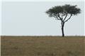 A tree in the Mara