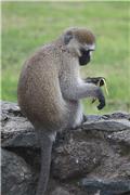 Monkey near entrance to Lake Nakuru National Park