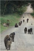 Monkeys lead the way out of Lake Nakuru National Park