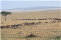 Wildebeest migration