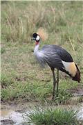 Crowned Crane