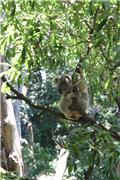 Taronga Zoo koala