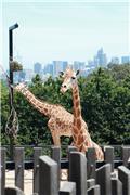 Taronga Zoo giraffes- note the backdrop of Sydney