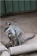 Featherdale Wildlife Park: wallaby and baby