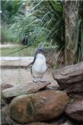 Featherdale Wildlife Park: little penguin