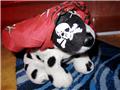 Pirate dog is even more decked out in piratey stuff
