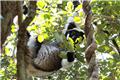 Andasibe Special Reserve hike: Indri lemur