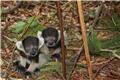 Lemur Park- baby lemurs!