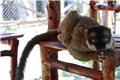 Lemuria Land: Lemur