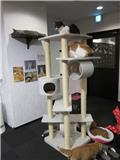Calico Cat Cafe