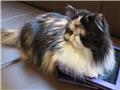 Calico Cat Cafe- fluffy iPad cover