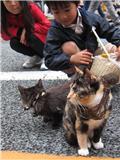 Kitties in the middle of a Ginza street