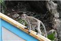 Monkey on Batu Caves stairs