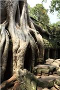 Ta Prohm