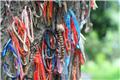 Choeung Ek Genocidal Center- bracelets left at the Killing Tree