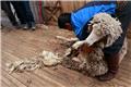 Sheep shearing