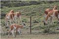 Guanacos