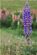 Lupin flowers