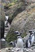 Magellanic penguins at Tuckers Islets