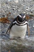 Magellanic penguin at Tuckers Islets