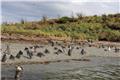 Magellanic penguins at Tuckers Islets