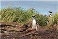 Magellanic penguins at Tuckers Islets