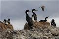 Cormorants at Tuckers Islets