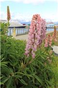 Pretty Lupin flowers by the port