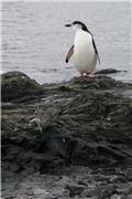 Chinstrap penguin welcomes us to Aitcho Islands
