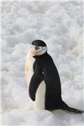 Chinstrap penguin at Aitcho Islands