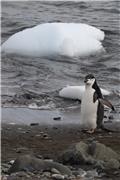 Chinstrap penguin at Aitcho Islands