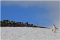 Chinstrap penguins at Aitcho Islands