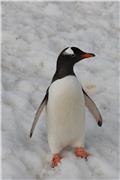Gentoo penguin at Aitcho Islands