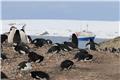 Aitcho Islands penguins with our ship in the background