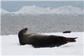 Weddell seal, Hydrurga Rocks