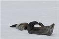Weddell seals, Hydrurga Rocks