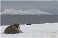Weddell seal, Hydrurga Rocks
