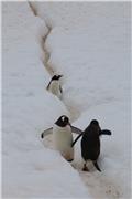 Cuverville Island: Penguin Superhighway