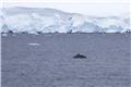 Whale near Lemaire Channel
