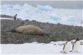 Yankee Harbour: Crabeater Seal