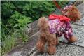 Dog in a kimono