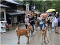 Deer roaming freely in Nara