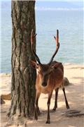 Deer of Miyajima
