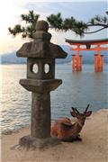 Deer in front of O-torii Gate