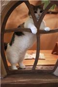 Cat Cafe