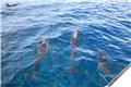 Dolphin watching excursion