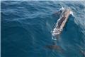 Dolphin watching excursion